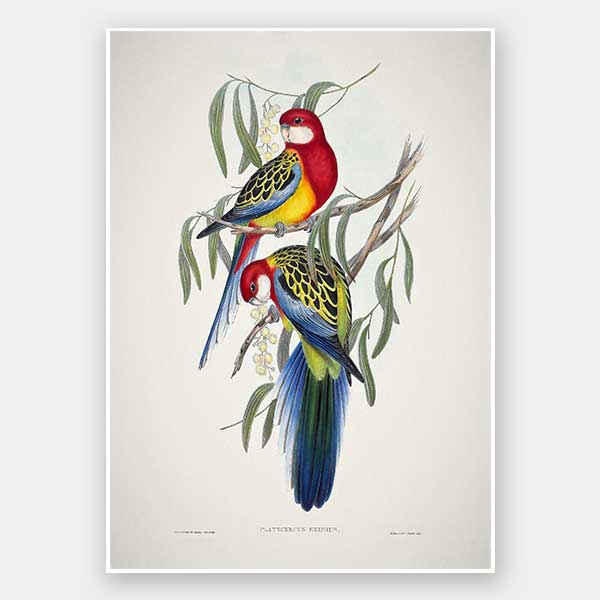 Eastern Rosella Unframed Art Print