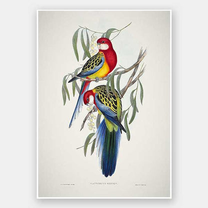 Eastern Rosella Unframed Art Print