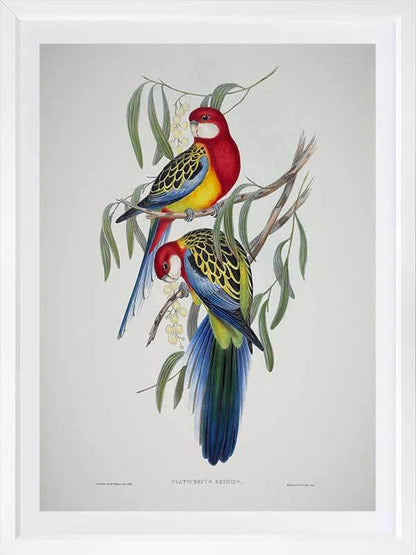 Eastern Rosella Poster