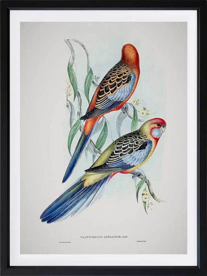 Adelaide Rosella Poster