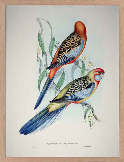 Adelaide Rosella Poster