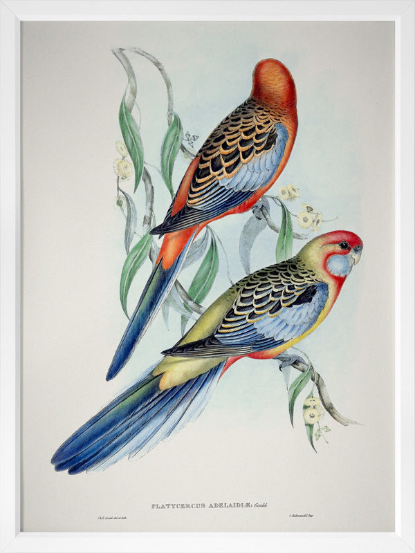 Adelaide Rosella Poster