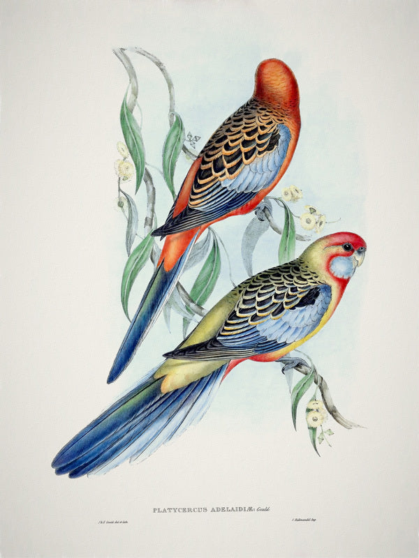 Adelaide Rosella Unframed Art Print