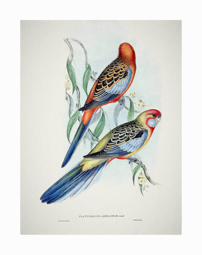 Adelaide Rosella Unframed Art Print