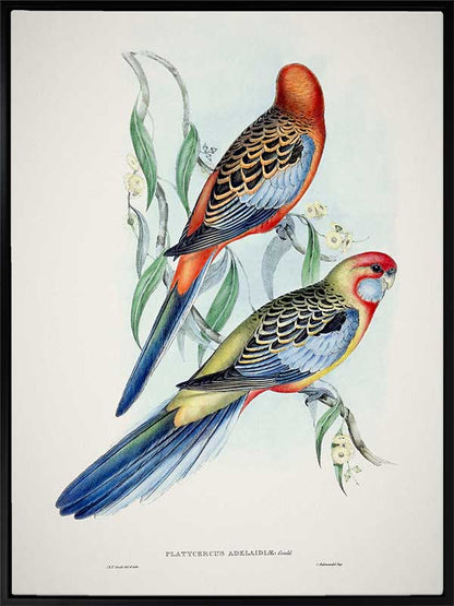 Adelaide Rosella Canvas Art Print