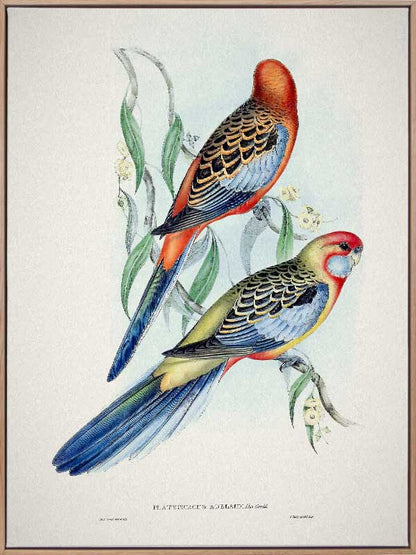 Adelaide Rosella Canvas Art Print