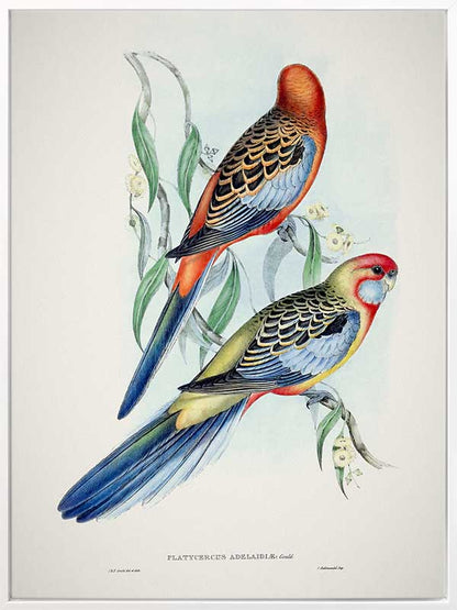 Adelaide Rosella Canvas Art Print