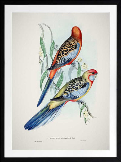 Adelaide Rosella Poster Framed Art Print