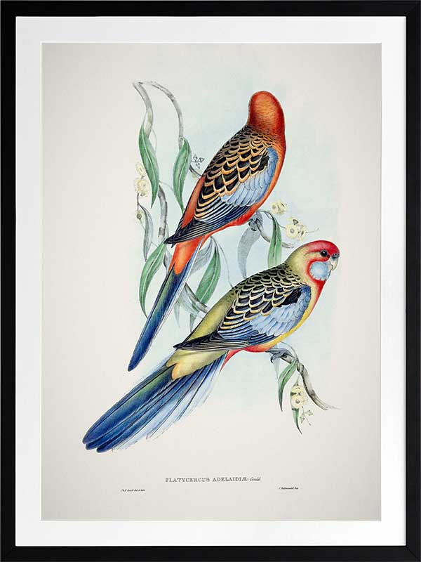 Adelaide Rosella Poster Framed Art Print