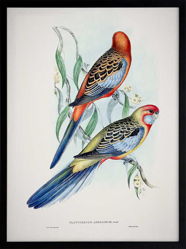 Adelaide Rosella Poster Framed Art Print