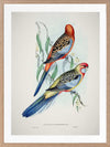 Adelaide Rosella Poster Framed Art Print