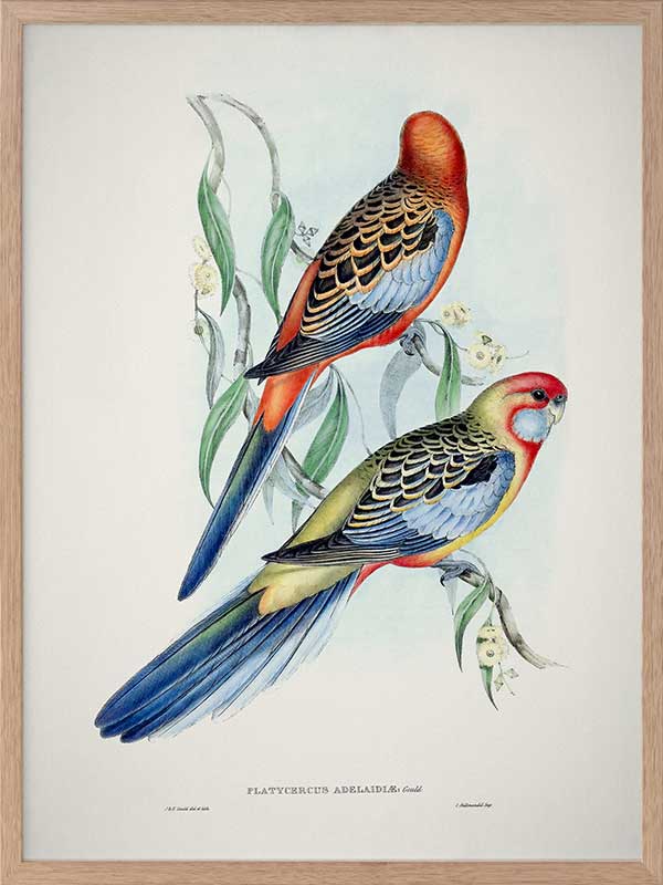 Adelaide Rosella Poster Framed Art Print