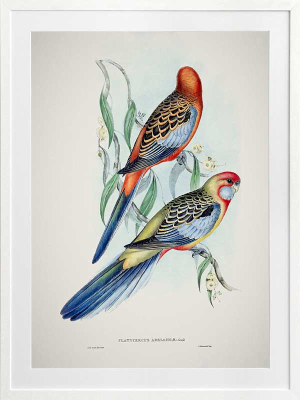 Adelaide Rosella Poster Framed Art Print