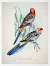 Adelaide Rosella Poster Framed Art Print
