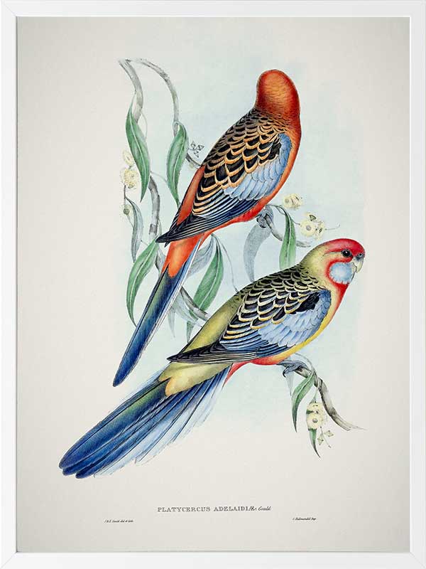 Adelaide Rosella Poster Framed Art Print