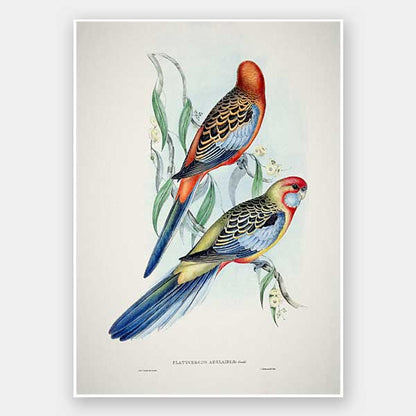 Adelaide Rosella Unframed Art Print