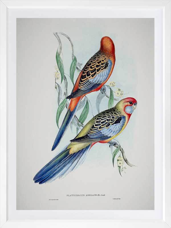 Adelaide Rosella Poster