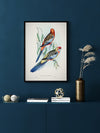 Adelaide Rosella Poster Framed Art Print | Lifestyle