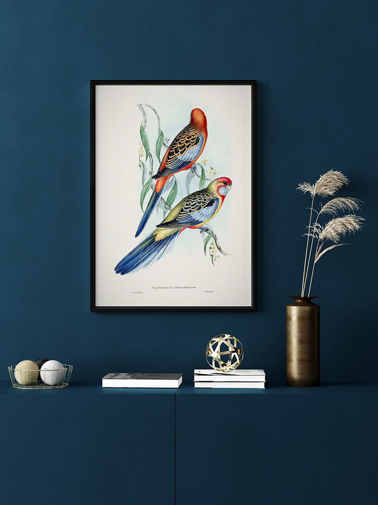 Adelaide Rosella Poster Framed Art Print | Lifestyle