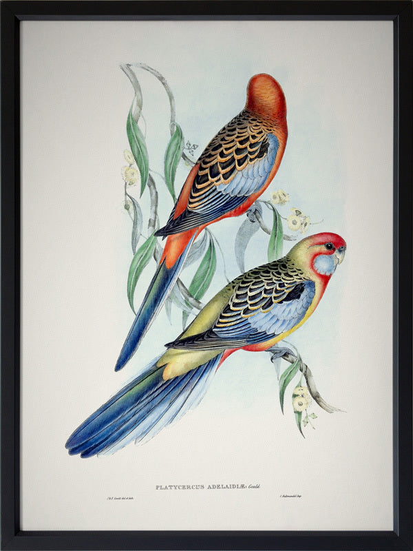 Adelaide Rosella Poster