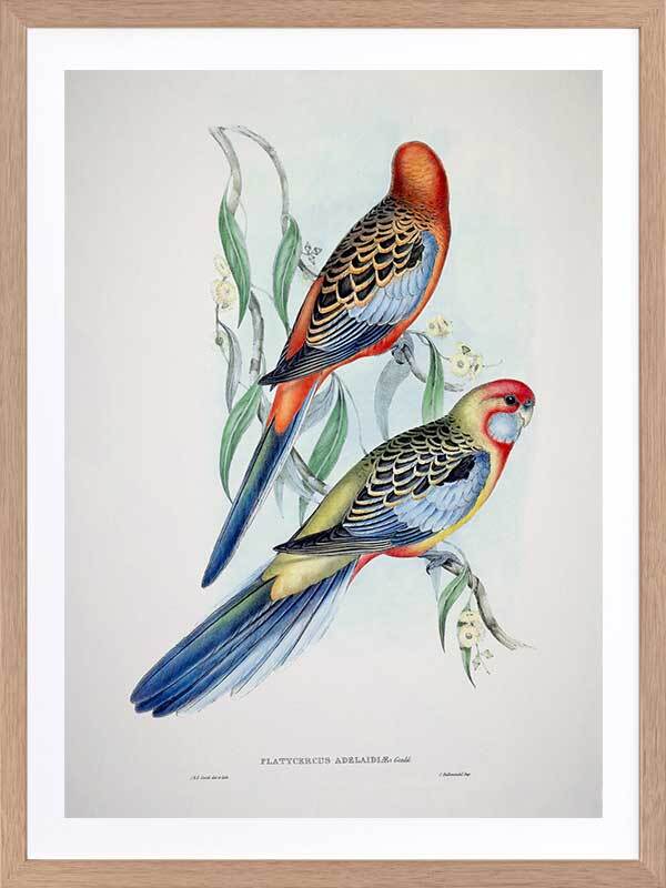 Adelaide Rosella Poster