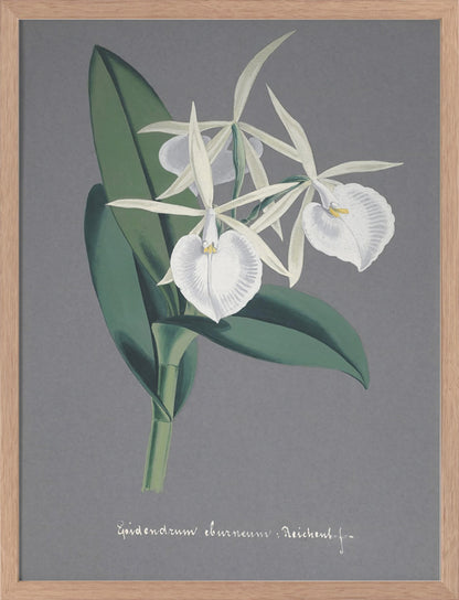 Epidendrum Poster