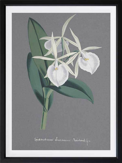 Epidendrum Poster