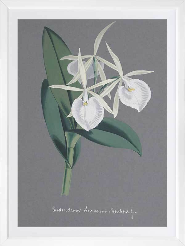 Epidendrum Poster