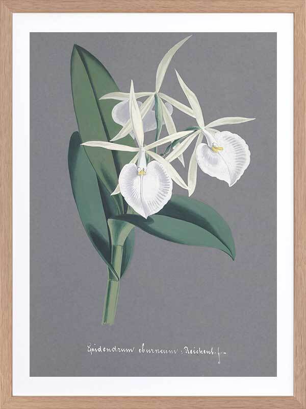 Epidendrum Poster