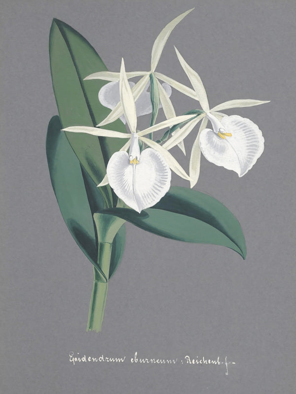 Epidendrum Poster