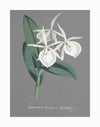 The Epidendrum Unframed Art Print by Urban Road features a vintage illustration of an orchid with green leaves on deep grey, accented by elegant handwritten text below.