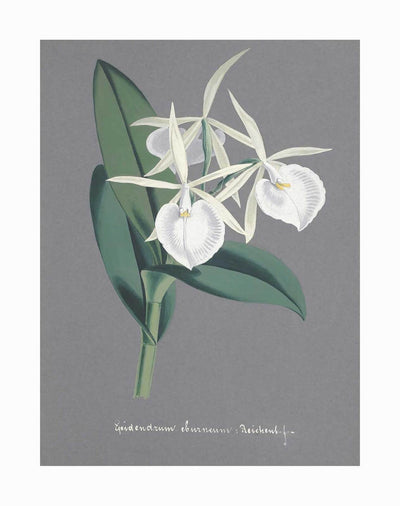The Epidendrum Unframed Art Print by Urban Road features a vintage illustration of an orchid with green leaves on deep grey, accented by elegant handwritten text below.