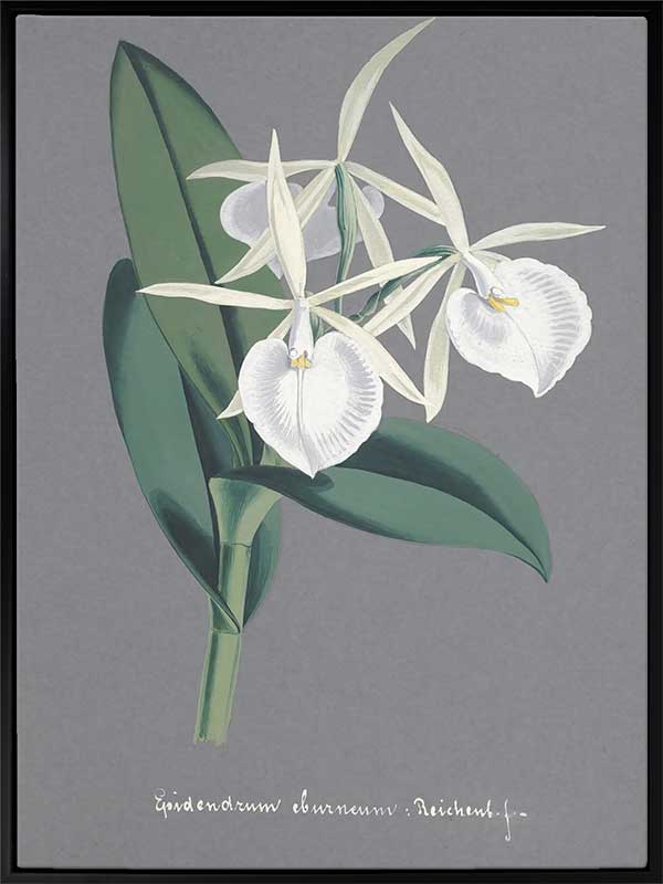 Epidendrum Canvas Art Print