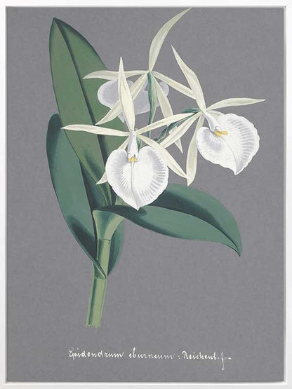 Epidendrum Canvas Art Print