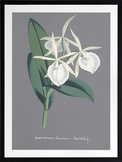 Epidendrum Poster Framed Art Print