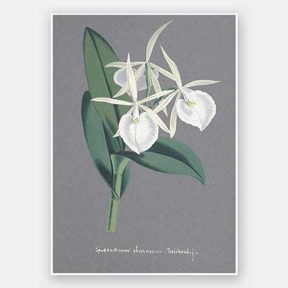 Epidendrum Unframed Art Print