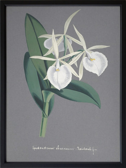 Epidendrum Poster