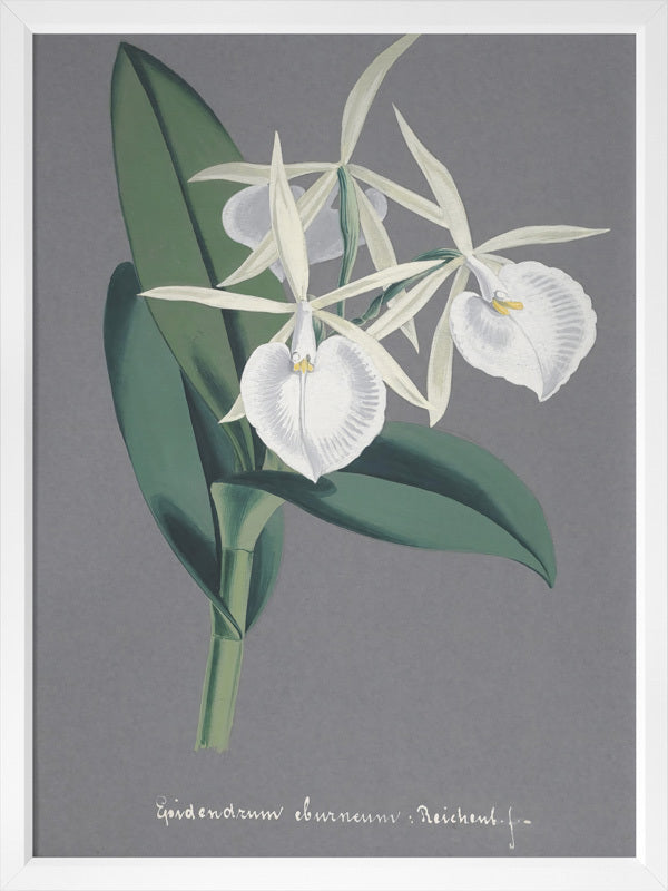 Epidendrum Poster