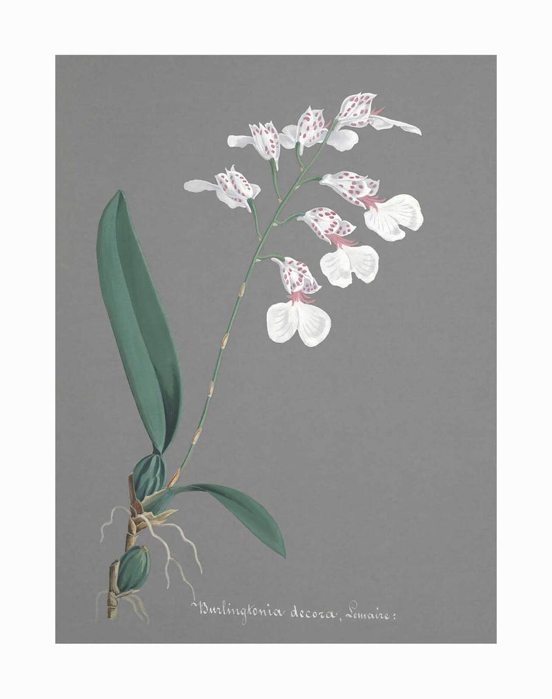 A vintage nature illustration of a white and pink-speckled Burlingtonia orchid with green leaves and roots on gray. Below, “Burlingtonia decora, Lemair.” Inspired by classic Urban Road styles. Burlingtonia Unframed Art Print by Urban Road.