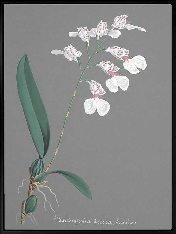 Burlingtonia Canvas Art Print