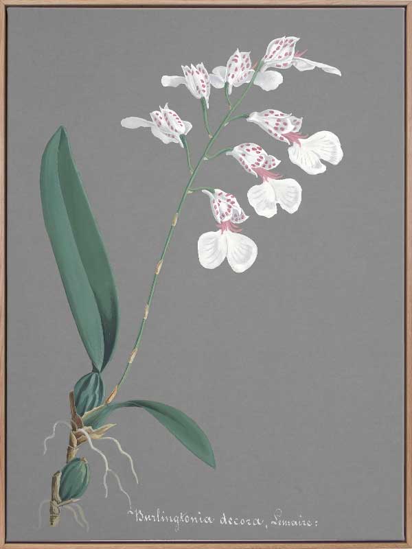 Burlingtonia Canvas Art Print