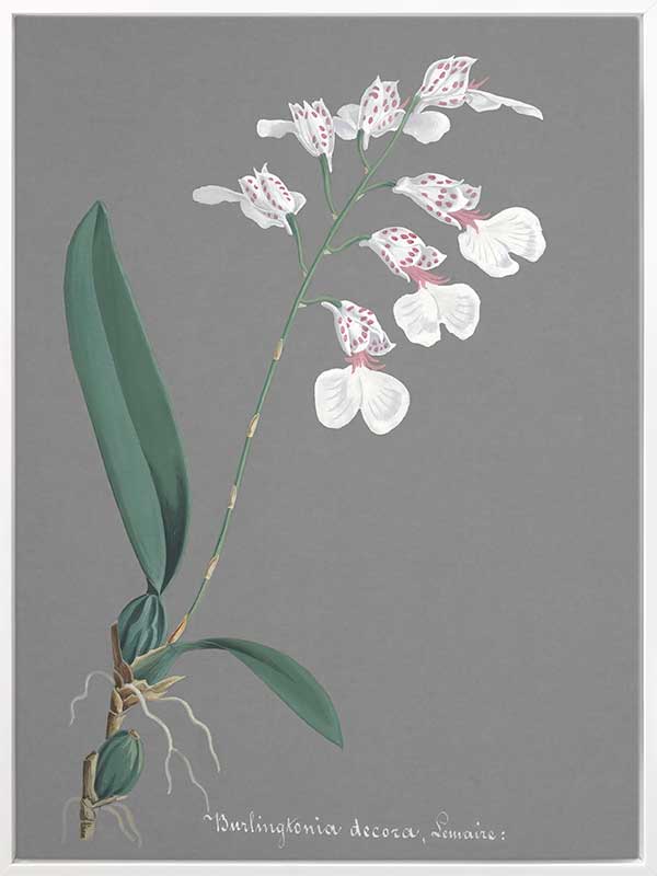 Burlingtonia Canvas Art Print