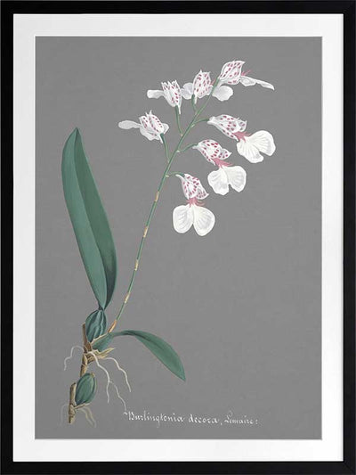 Burlingtonia Poster Framed Art Print