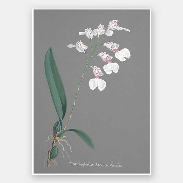 Burlingtonia Unframed Art Print