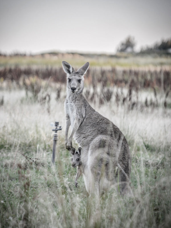 Hitch Hiker Canvas Art Print