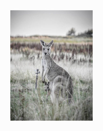 The Hitch Hiker Unframed Art Print by Urban Road depicts a kangaroo with a baby joey in her pouch, standing in a grassy field against a softly blurred background of sky and meadow.