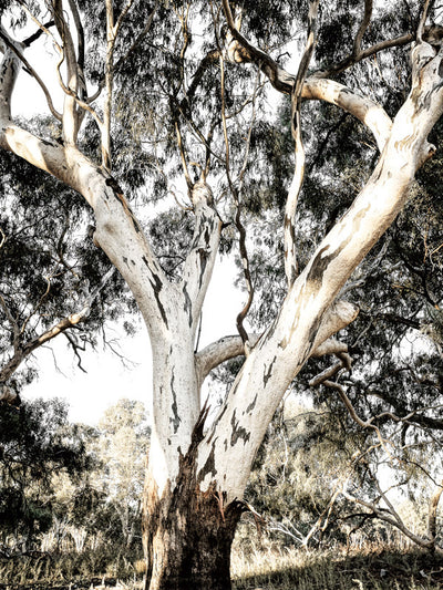 Solitude Canvas Art Print