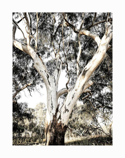 Solitude Unframed Art Print by Urban Road features a majestic Eucalyptus tree with pale, peeling bark and twisting branches in a sunlit forest, set against dense green foliage—a perfect addition to your decor.