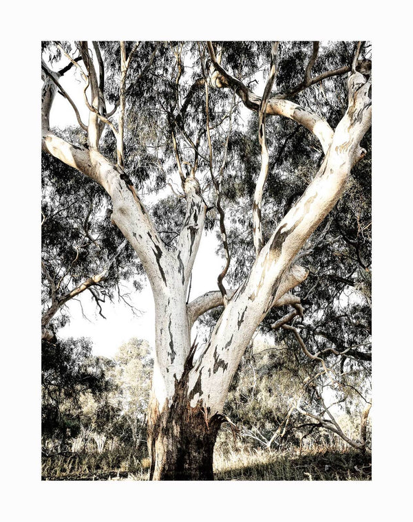 Solitude Unframed Art Print by Urban Road features a majestic Eucalyptus tree with pale, peeling bark and twisting branches in a sunlit forest, set against dense green foliage—a perfect addition to your decor.