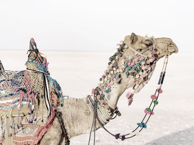 The Globe Trotter Unframed Art Print by Urban Road features a photographic image of an Egyptian camel adorned with vibrant ornaments, standing in a pale sandy desert beneath a bright sky.